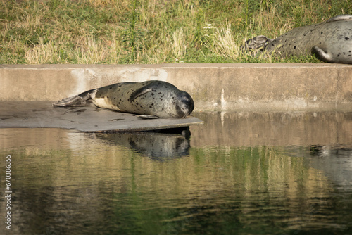 harbour seal taking a nap and basking in the sun Phoca vitulina photo