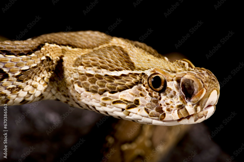 Obraz premium Russell's viper (Daboia russelii)