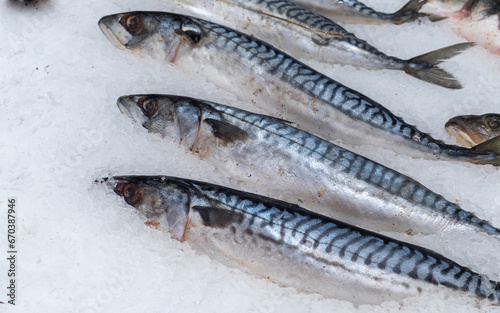 fish on ice in the supermarket mackerel