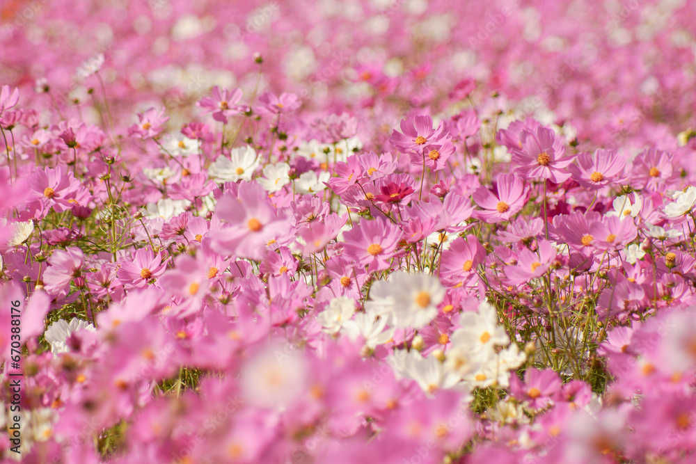 秋風に揺れるコスモスの花