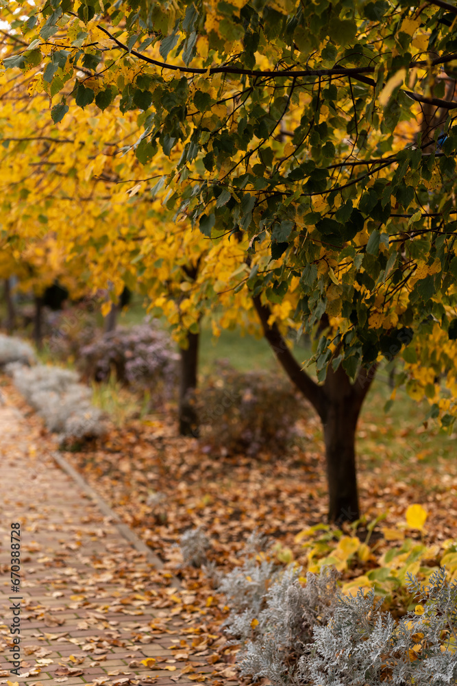 bright autumn in the city, yellowing fading leaves, background bright autumn in the city, yellowing fading leaves, background