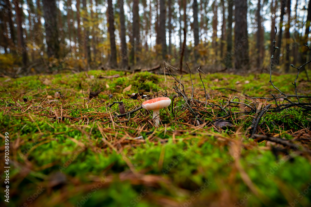 mushrooms, mushrooms in autumn, autumn mushrooms, mushrooms in the forest undergrowth mushrooms, mushrooms in autumn, autumn mushrooms, mushrooms in the forest undergrowth
