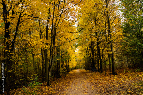 beautiful forest in autumn, autumn forest, forest full of autumn golden colors © Follow the Sun