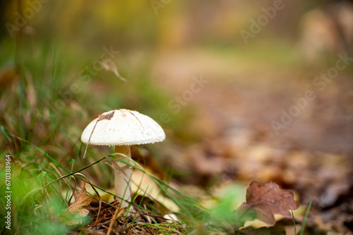 mushrooms, mushrooms in autumn, autumn mushrooms, mushrooms in the forest undergrowth photo