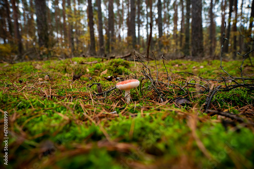 mushrooms, mushrooms in autumn, autumn mushrooms, mushrooms in the forest undergrowth