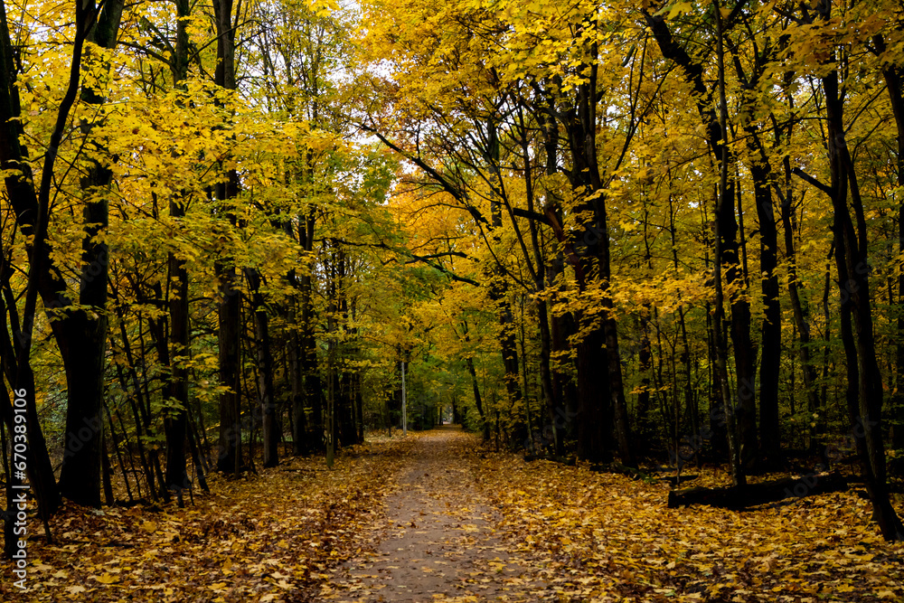 Obraz premium beautiful forest in autumn, autumn forest, forest full of autumn golden colors