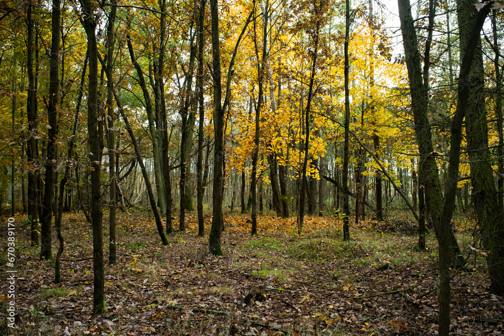 beautiful forest in autumn, autumn forest, forest full of autumn golden colors beautiful forest in autumn, autumn forest, forest full of autumn golden colors