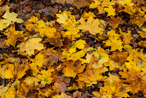 autumn golden leaves, autumn leaves, autumn in full swing
