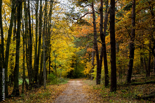 beautiful forest in autumn, autumn forest, forest full of autumn golden colors