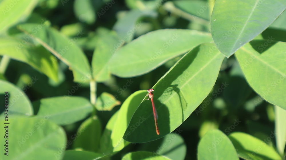peanut leaves that thrive and have thick leaves peanut leaves that thrive and have thick leaves