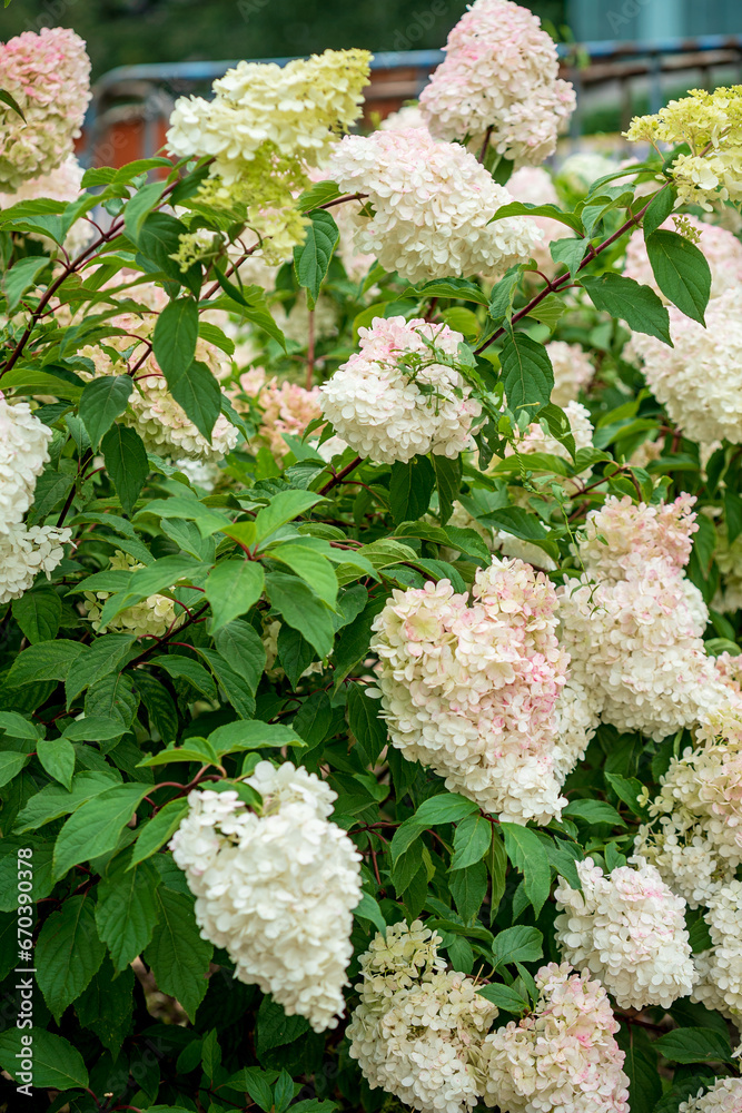hydrangea in the small garden hydrangea in the small garden