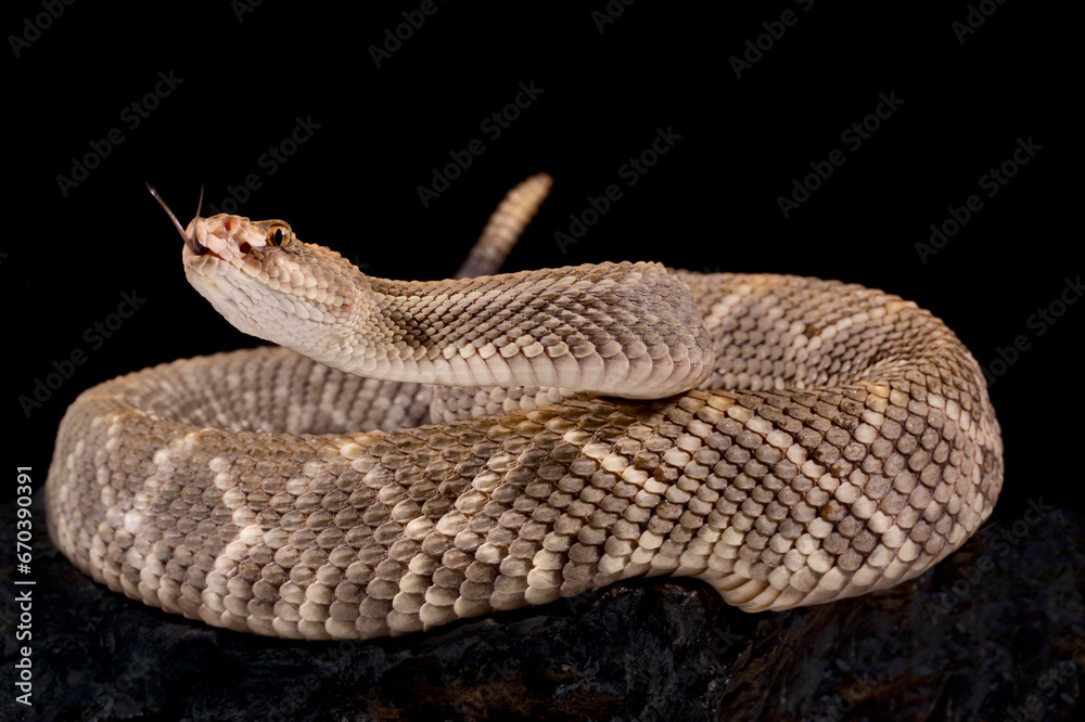 Obraz premium The Critically endangered Aruba Island Rattlesnake (Crotalus unicolor)