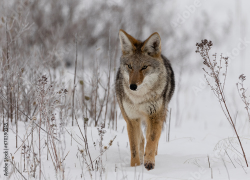 Coyote walking in snow while hunting in winter
