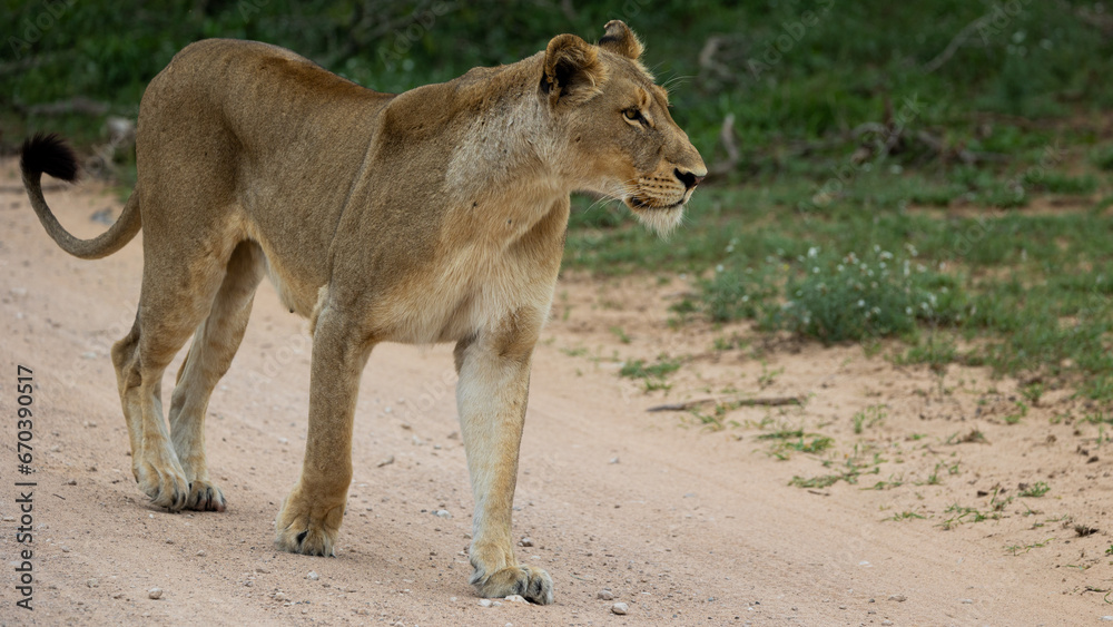 a lioness walking on the gravel road a lioness walking on the gravel road