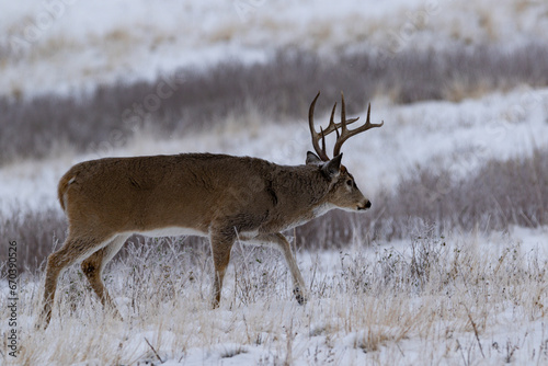 Large Trophy Whitetail Buck Walking in Snow