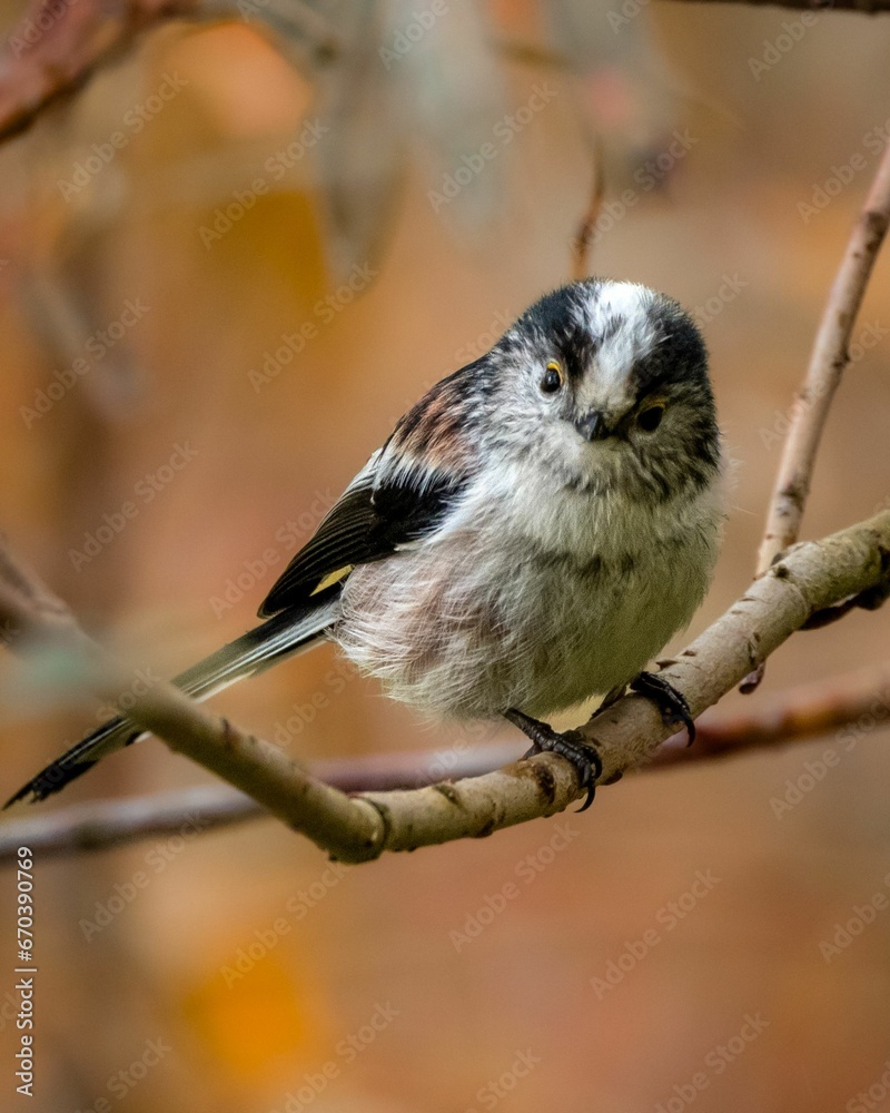 Obraz premium Long-tailed tit perched on a branch of a tree.