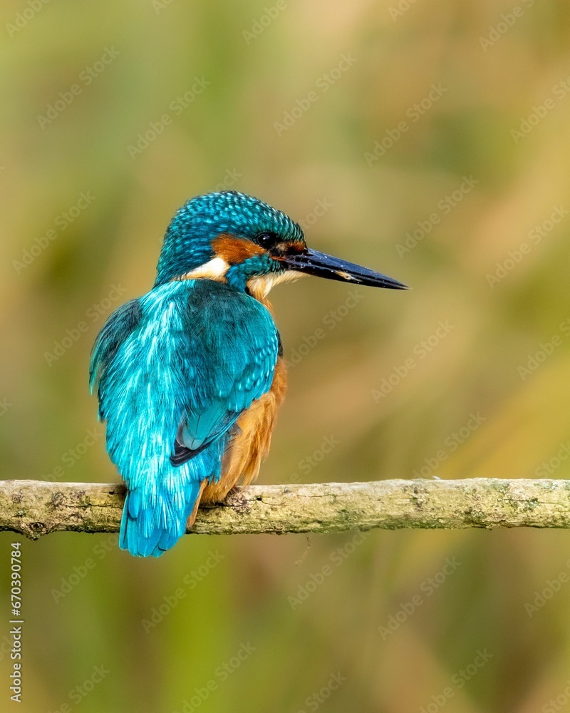 Fototapeta premium Kingfisher perched on a bare branch near a scenic landscape of lush green trees and grass.