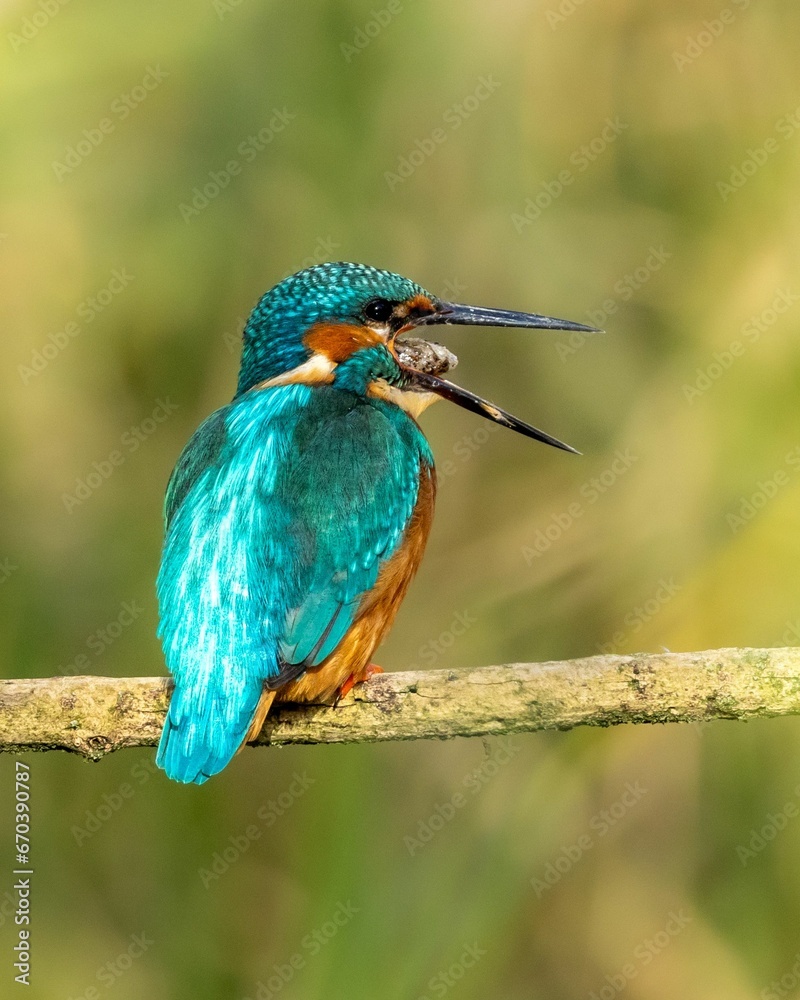Fototapeta premium Kingfisher perched on a bare branch near a scenic landscape of lush green trees and grass.