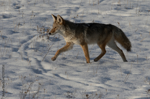 Coyote trotting through snow in winter