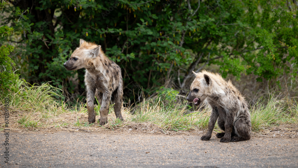 Fototapeta premium Young hyena cub on the road
