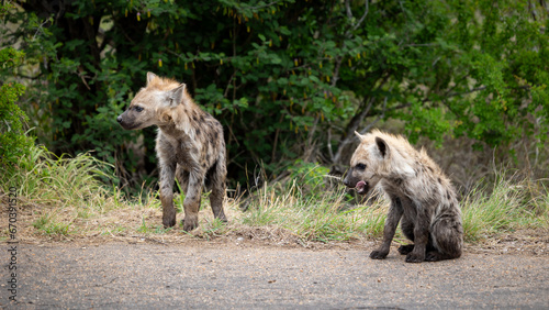 Young hyena cub on the road