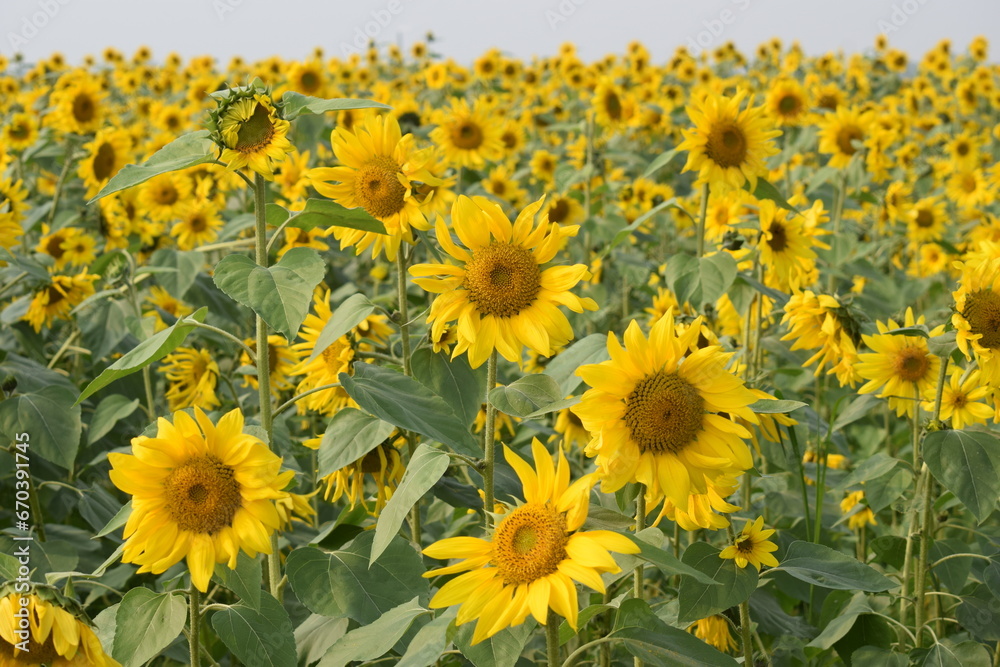 Sunflower beautiful Nature of Bangladesh.
Brahmanbaria. Bangladesh. Sunflower beautiful Nature of Bangladesh.
Brahmanbaria. Bangladesh.