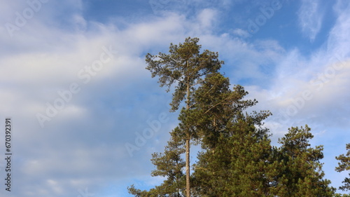 Tree blue sky, tree top against blue sky on a sunny day. Nature Indonesia © amrisyam