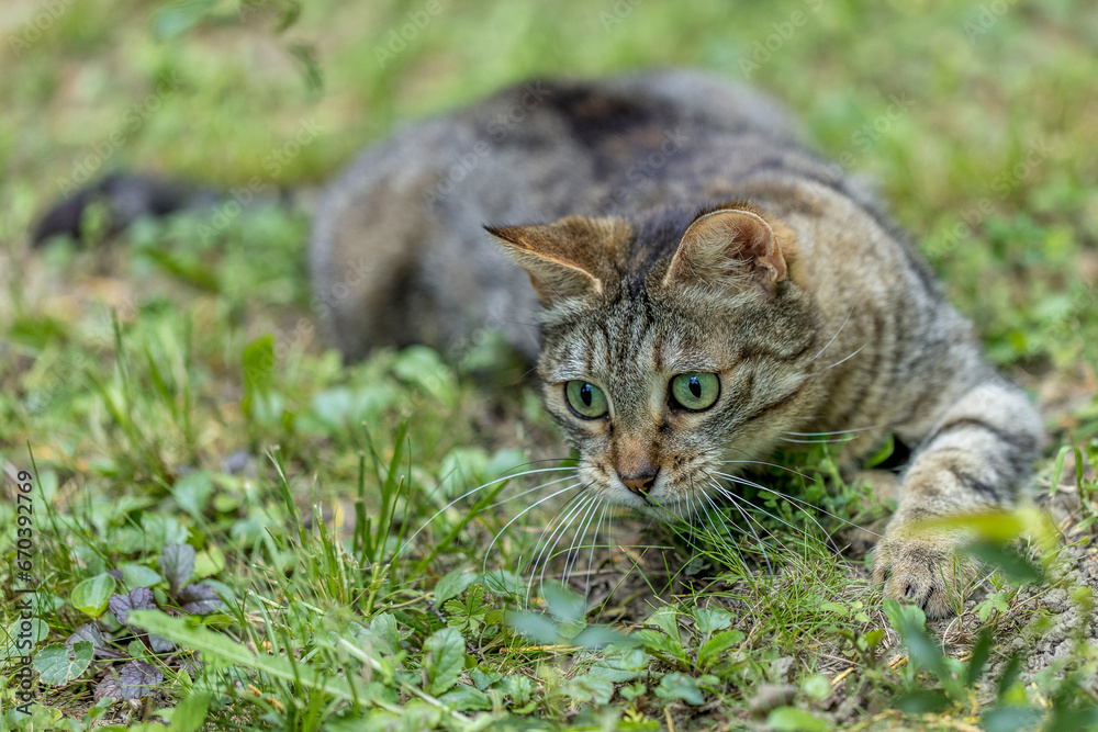 Tabby cat playing in a garden