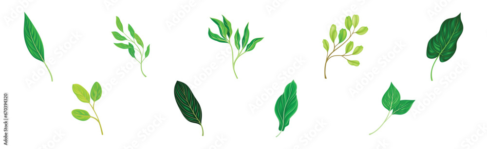 Green Leaf and Fresh Foliage as Nature Element Vector Set Green Leaf and Fresh Foliage as Nature Element Vector Set