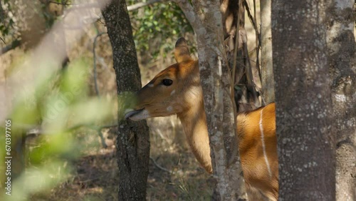 Female nyala, an african deer, rumiating behind the trees of the jungle in Kruger National Park, in South Africa photo