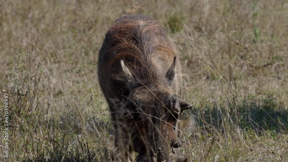 Big warthog grazing the grass in the savanna of the Kruger National ...