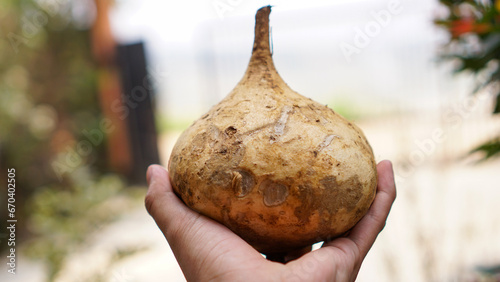 hand holding a jicama photo