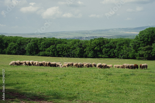 A herd of sheep grazes on a green field. Natural background. 