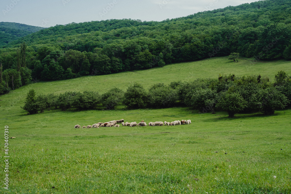 A herd of sheep grazes on a green field. Natural background. Herding goats and sheep in the meadow. A herd of sheep grazes on a green field. Natural background. Herding goats and sheep in the meadow.