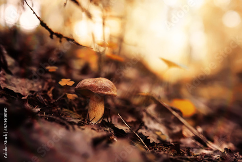 Mushroom caps amid a pile of brown leaves on the forest floor on a fall day in Germany. photo
