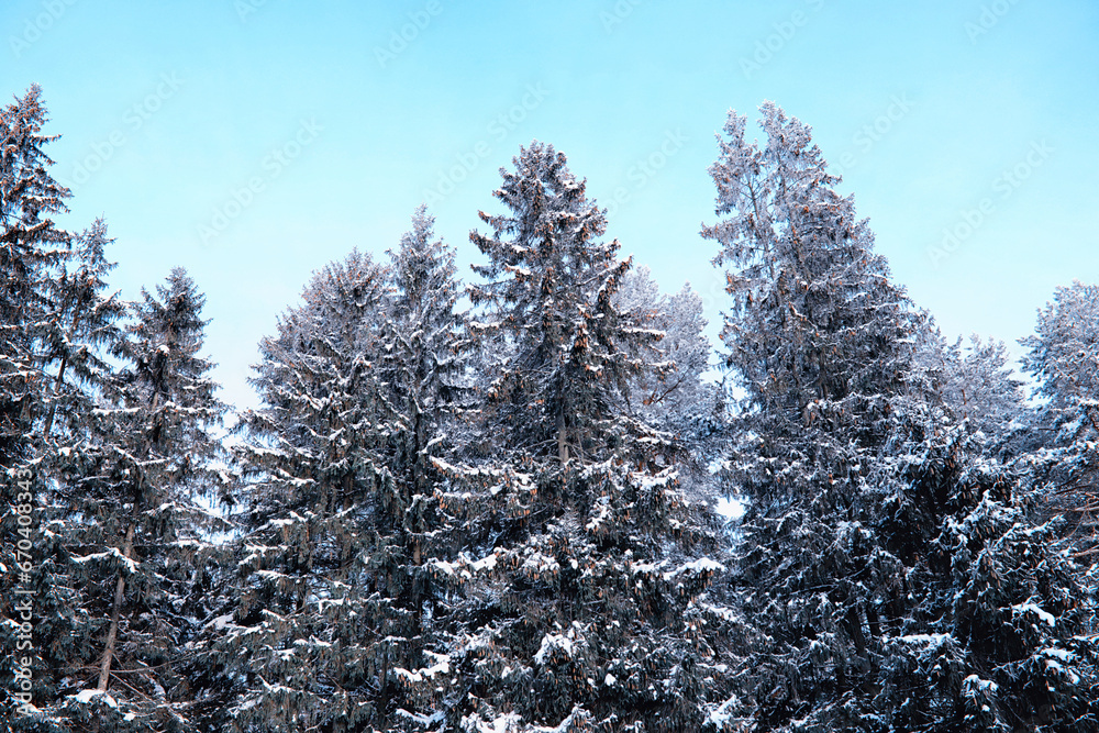 Winter atmospheric landscape with frost-covered dry plants during snowfall. Winter Christmas background Winter atmospheric landscape with frost-covered dry plants during snowfall. Winter Christmas background