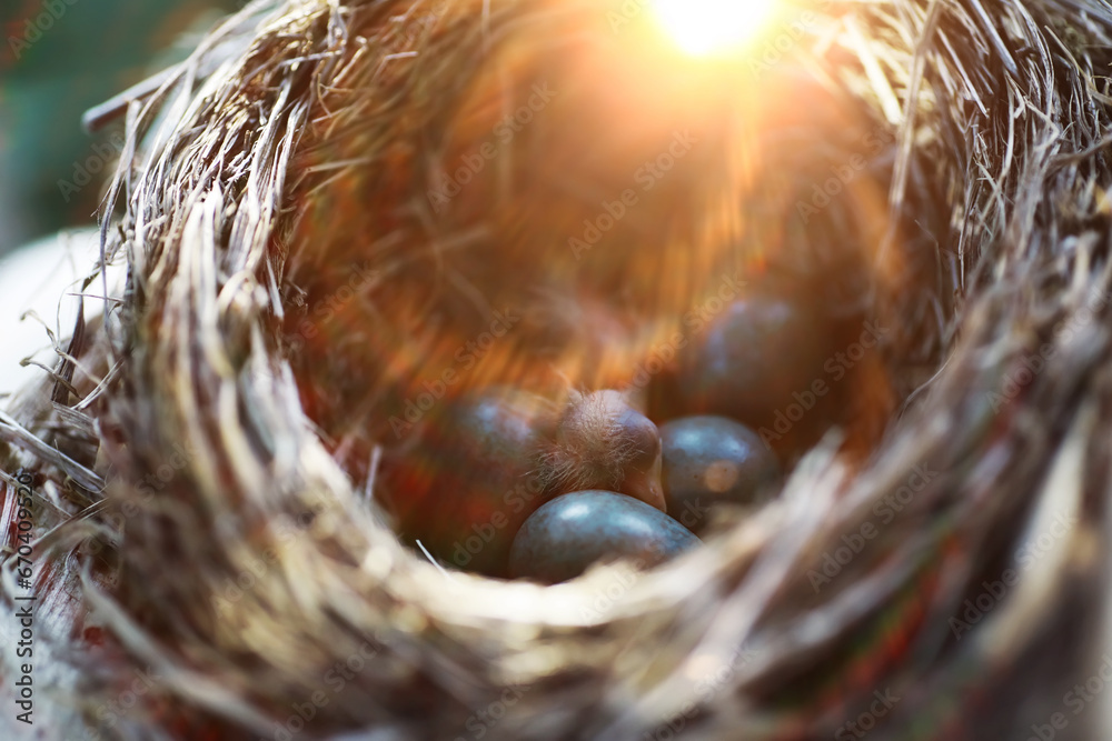 Bird nest with chicks in the wild. Starling eggs and chicks. Bird nest with chicks in the wild. Starling eggs and chicks.