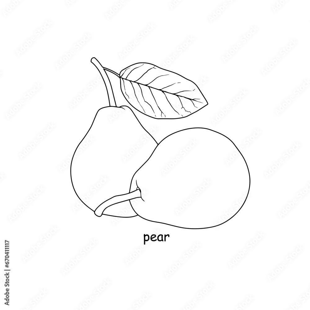 Hand drawn pear fruits on white background.
Hand drawn pear fruits on white background.