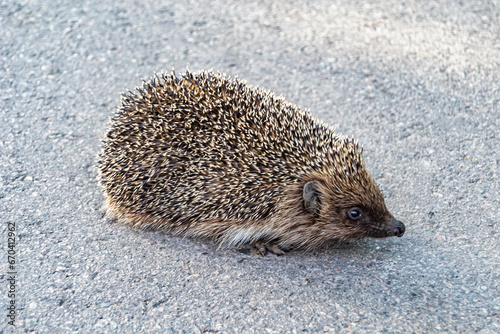 Photography on theme beautiful prickly little hedgehog goes into dense wild forest