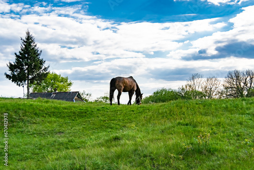 Beautiful wild brown horse stallion on summer flower meadow
