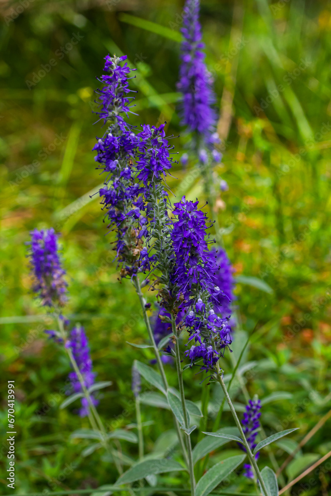 Flowering spikes of Veronica Spicata Ulster Dwarf Blue flower Flowering spikes of Veronica Spicata Ulster Dwarf Blue flower