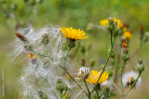 Photography Rough Hawksbeard Crepis biennis plant blooming in a meadow