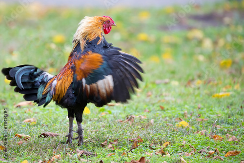 Rooster in a clearing © Janusz