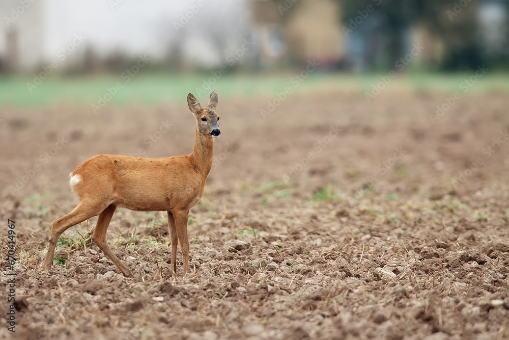 Roe-deer in the meadow
