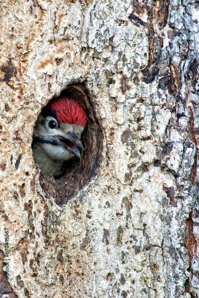 Obraz premium Woodpecker in a tree hole 