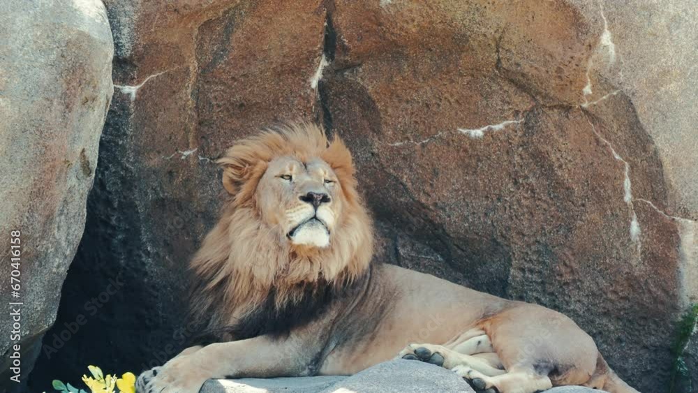 Barbary lion resting on the rocks at its enclosure at the zoo on a sunny day