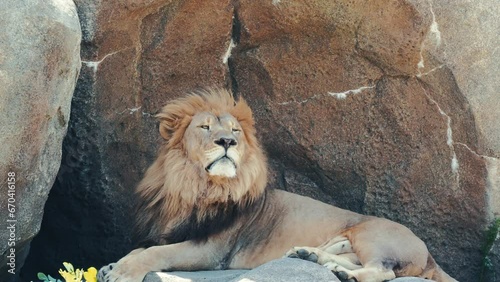 Barbary lion resting on the rocks at its enclosure at the zoo on a sunny day photo