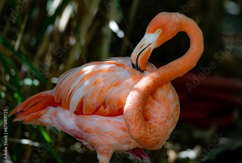 Elegant pink flamingo stands tall amongst a lush backdrop of green foliage