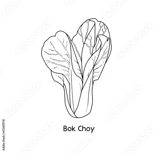 Hand drawn bok choy vegetables on white background.
