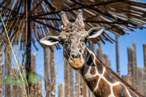 Majestic giraffe stands tall in front of a rustic wooden fence, overlooking a scenic landscape